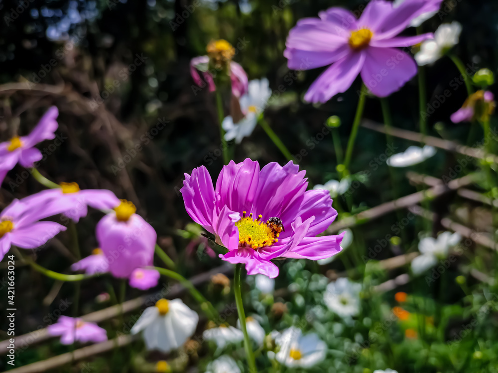 Cosmos is a genus, with the same common name of cosmos, consisting of flowering plants in the sunflower family.