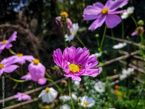 Cosmos is a genus, with the same common name of cosmos, consisting of flowering plants in the sunflower family. © Sandipan Panja