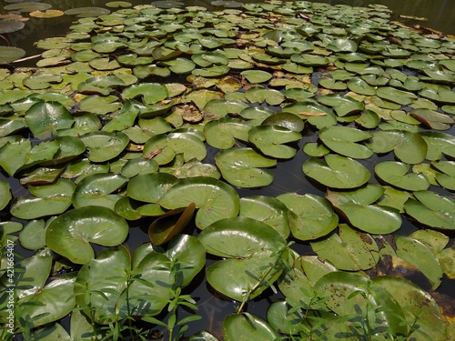 water lilies (Nymphaeaceae) plant leave in a pond