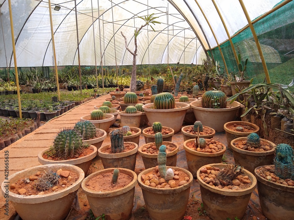 plants in green house farming, Kuzhipallom botanical garden, Thiruvananthapuram Kerala