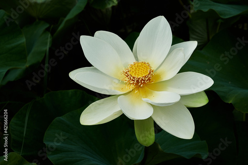 There are more than 17 species of native waterlilies and two species of native lotus have been discovered in Northern Australia. Most of these species are sub-tropical and tropical varieties that norm