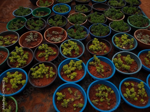 potted plants, carpet sedum (Sedum lineare) plants in a nursery