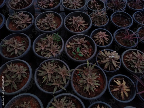 Cryptanthus acaulis plant in the garden