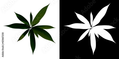 Top view Plant (Curculigo capitulata 1) Flower Tree png white background alpha 3D Rendering 3D Ilustracion  photo