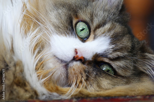 Bilde på lerret Resting Ragamuffin Cat