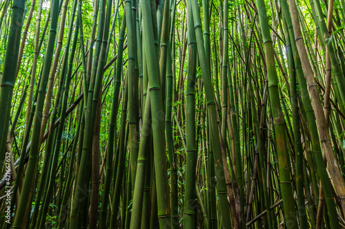 Giant Bamboo Forest on The Pipiwai Trail, Kipahulu District, Haleakala National Park, Maui, Hawaii, USA