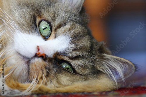 Fotografie Resting Ragamuffin Cat