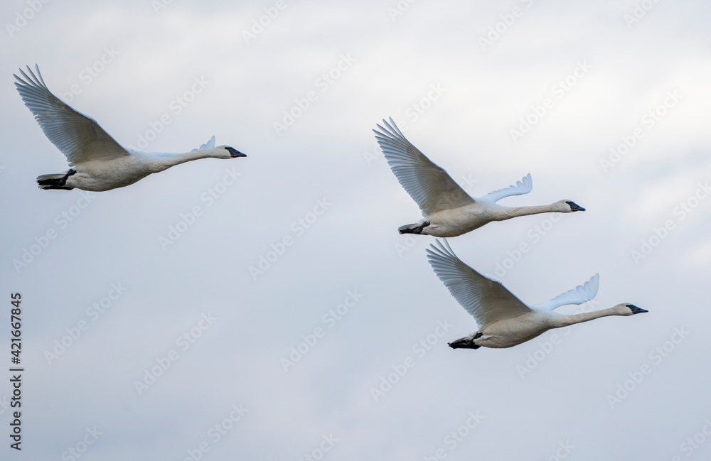 Trumpeter Swans in Flight Trumpeter Swans in Flight