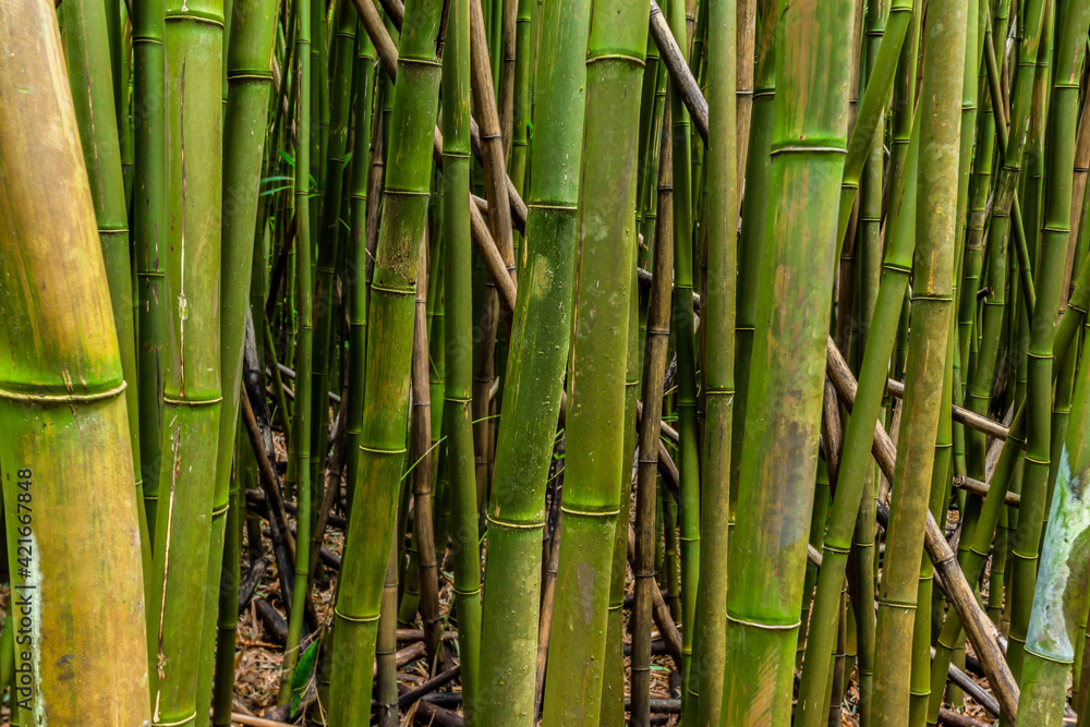 Giant Bamboo Forest on The Pipiwai Trail, Kipahulu District, Haleakala National Park, Maui, Hawaii, USA Giant Bamboo Forest on The Pipiwai Trail, Kipahulu District, Haleakala National Park, Maui, Hawaii, USA