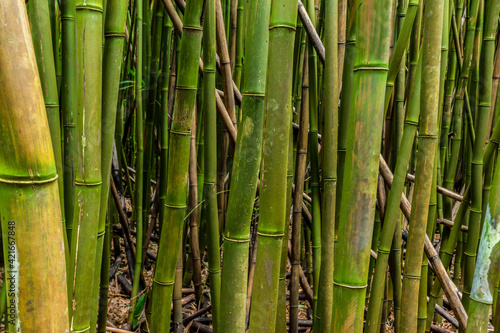 Giant Bamboo Forest on The Pipiwai Trail  Kipahulu District  Haleakala National Park  Maui  Hawaii  USA