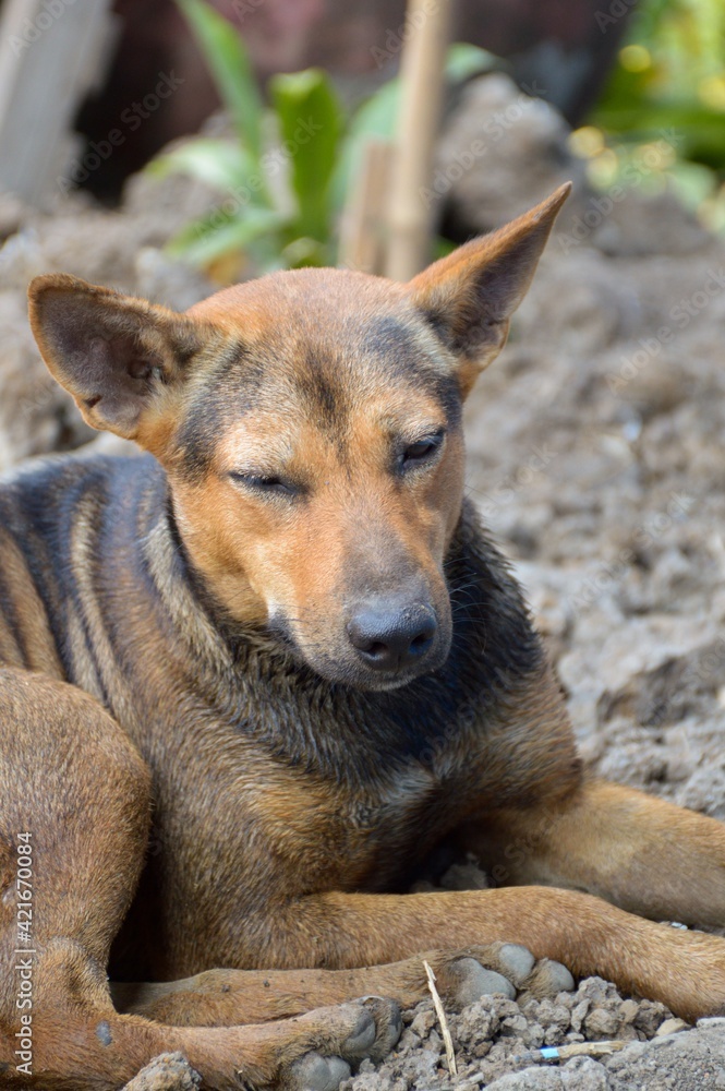 close up cute dog on the ground close up cute dog on the ground