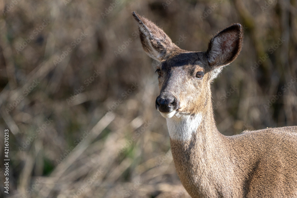 Closeup of a Doe 
