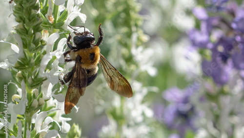 An Eastern Carpenter bee ((Xylocopa virginica) pollinates a flower. Though beneficial as pollinators,  Carpenter bees cause substantial damage to wooden structures by tunneling to make brood nests.   © maria t hoffman
