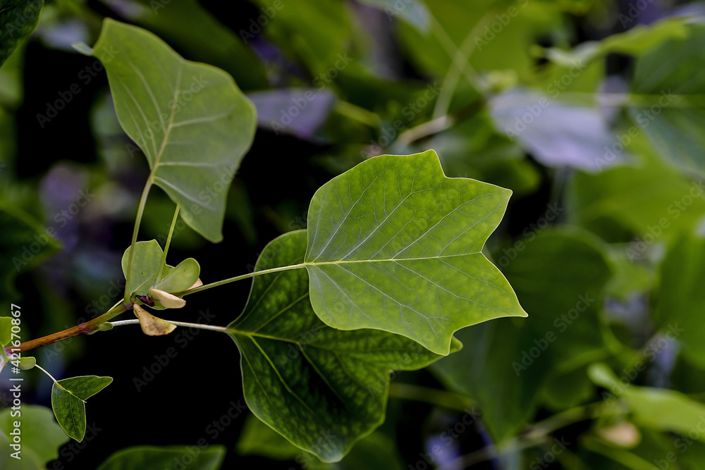 Tulip poplar or yellow poplar or tuliptree Liriodendron tulipifera
