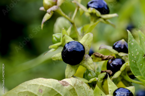Canvastavla Fruits of belladonna or banewort or dwale or deadly nightshade – Atropa belladon