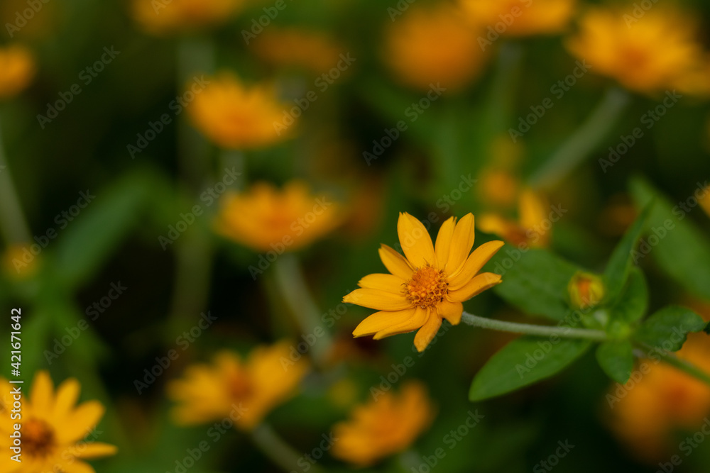 Selective focus and shallow depth of field image of isolated yellow flower blooming on arrival of spring season
Selective focus and shallow depth of field image of isolated yellow flower blooming on arrival of spring season