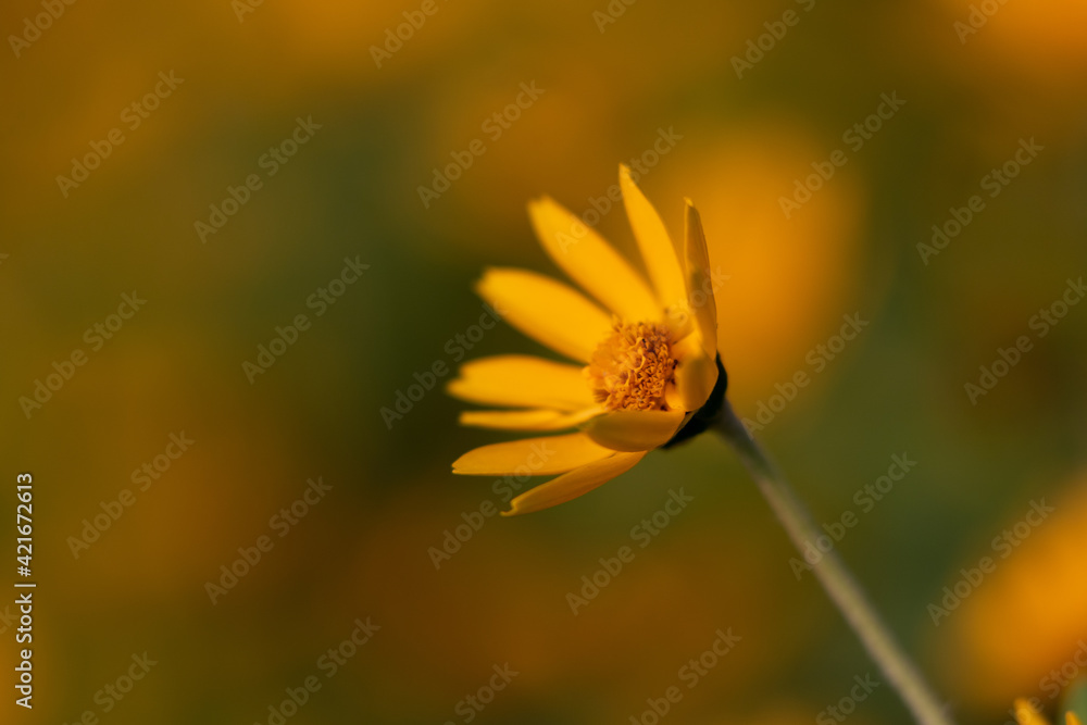 Selective focus and shallow depth of field image of isolated yellow flower blooming on arrival of spring season
Selective focus and shallow depth of field image of isolated yellow flower blooming on arrival of spring season