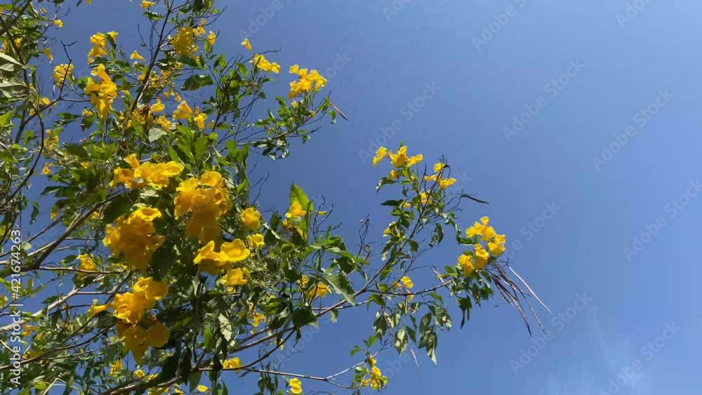 yellow Tecoma stans flower in nature garden yellow Tecoma stans flower in nature garden