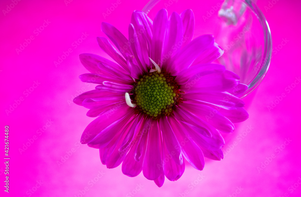 Obraz premium pink gerber daisy