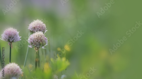 Close up shot of onion flowers in the garden