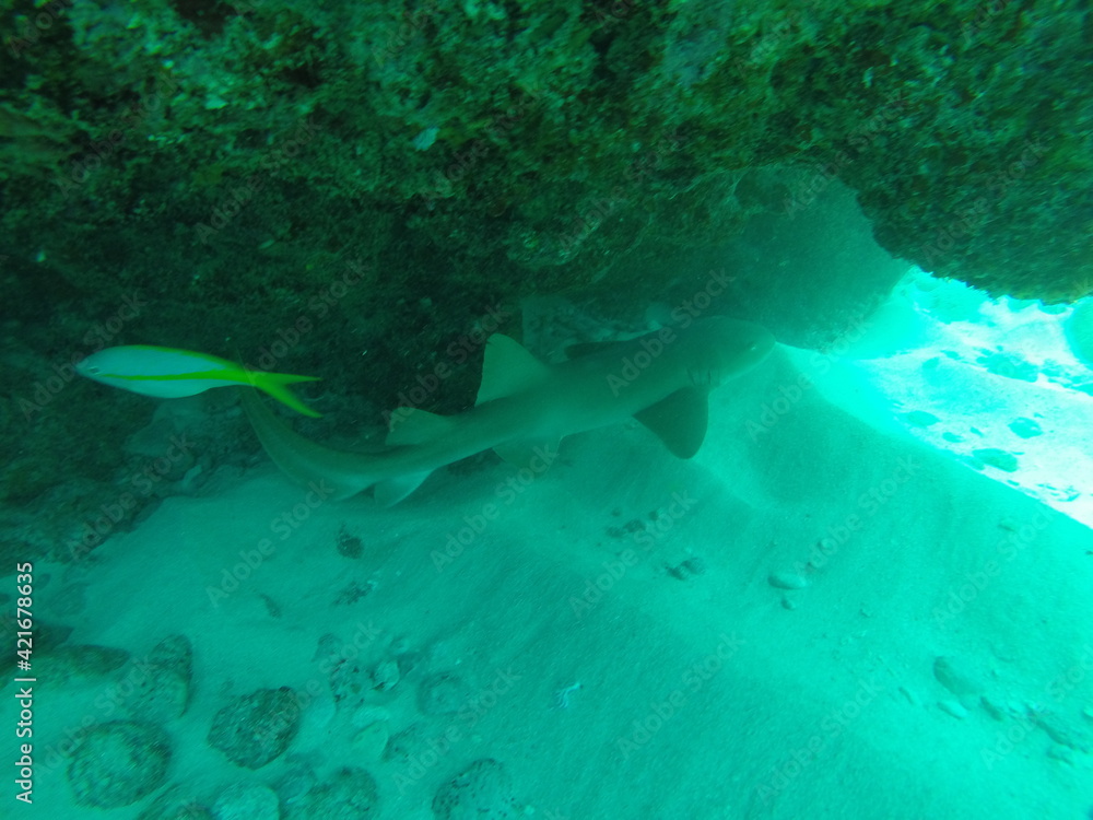 Obraz premium requin 