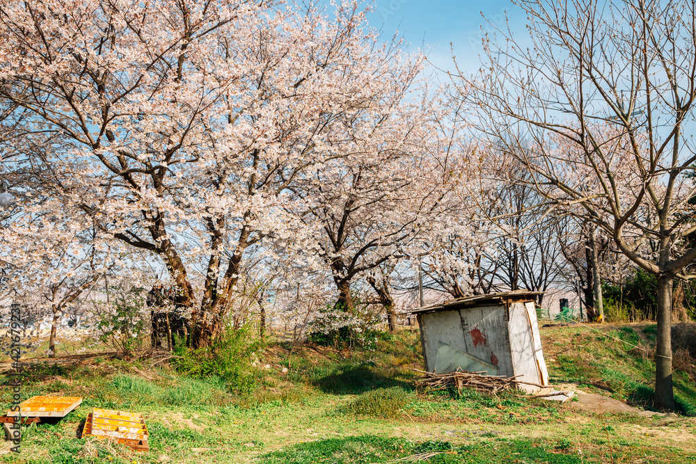 Hwanggujicheon riverside park cherry blossoms festival in Suwon, Korea Hwanggujicheon riverside park cherry blossoms festival in Suwon, Korea