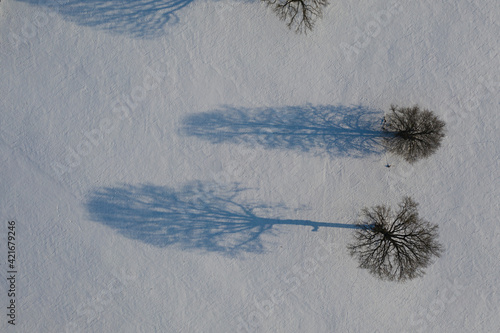 Winter oaks on snowy field with shadows, aerial