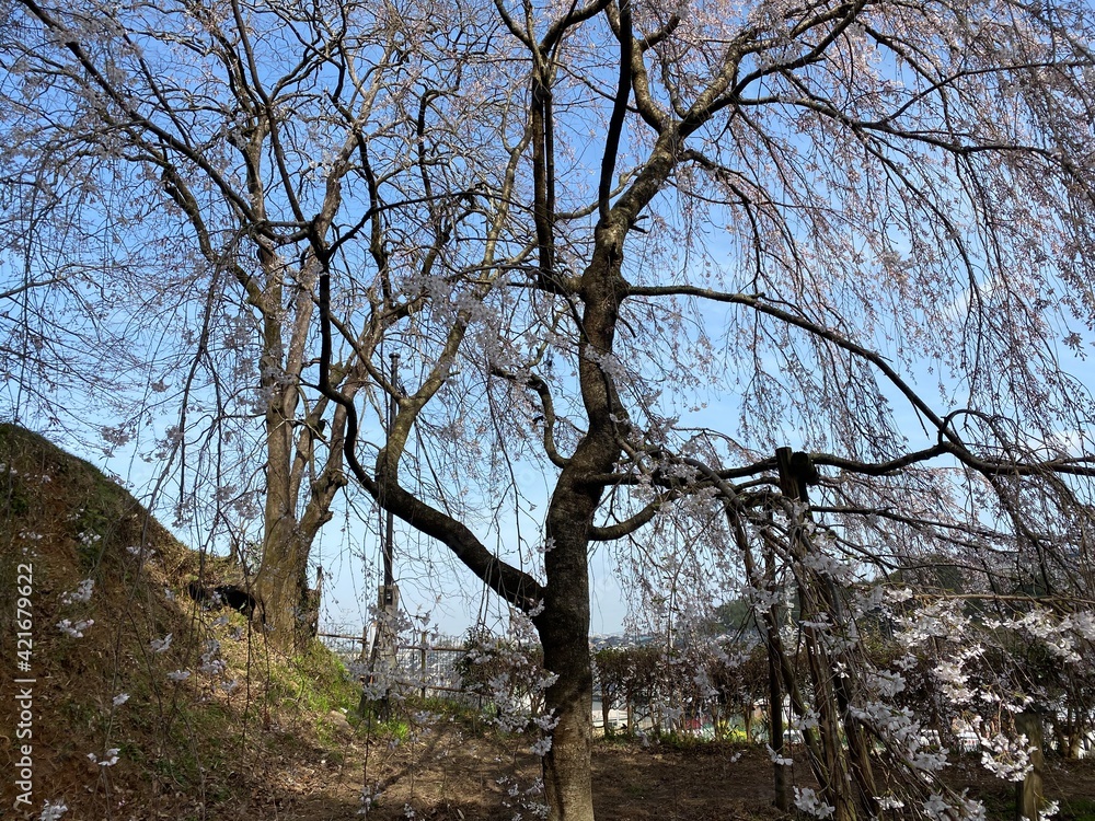 シダ桜 シダ桜