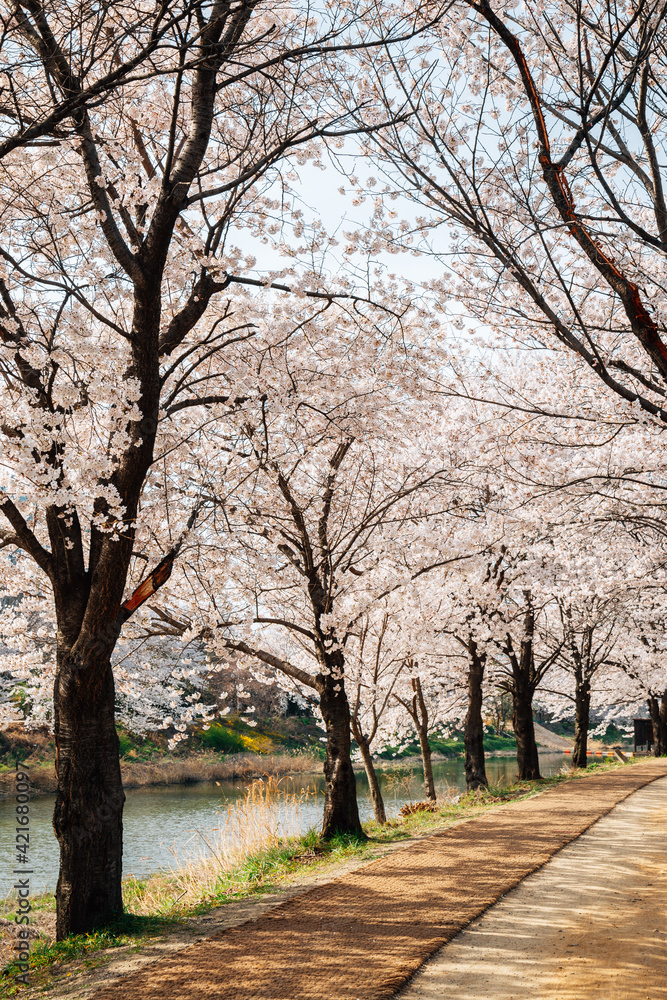 Hwanggujicheon riverside park cherry blossoms festival in Suwon, Korea Hwanggujicheon riverside park cherry blossoms festival in Suwon, Korea