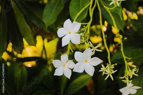 white and yellow flowers