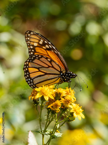 Mariposa monarca Danaus plexippus sobre flores color amarillo en primavera © Victor