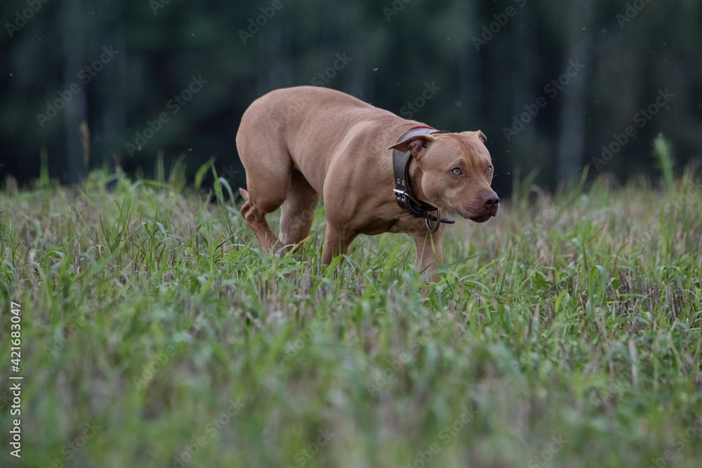 Young handsome kind American Pit Bull Terrier outdoors.