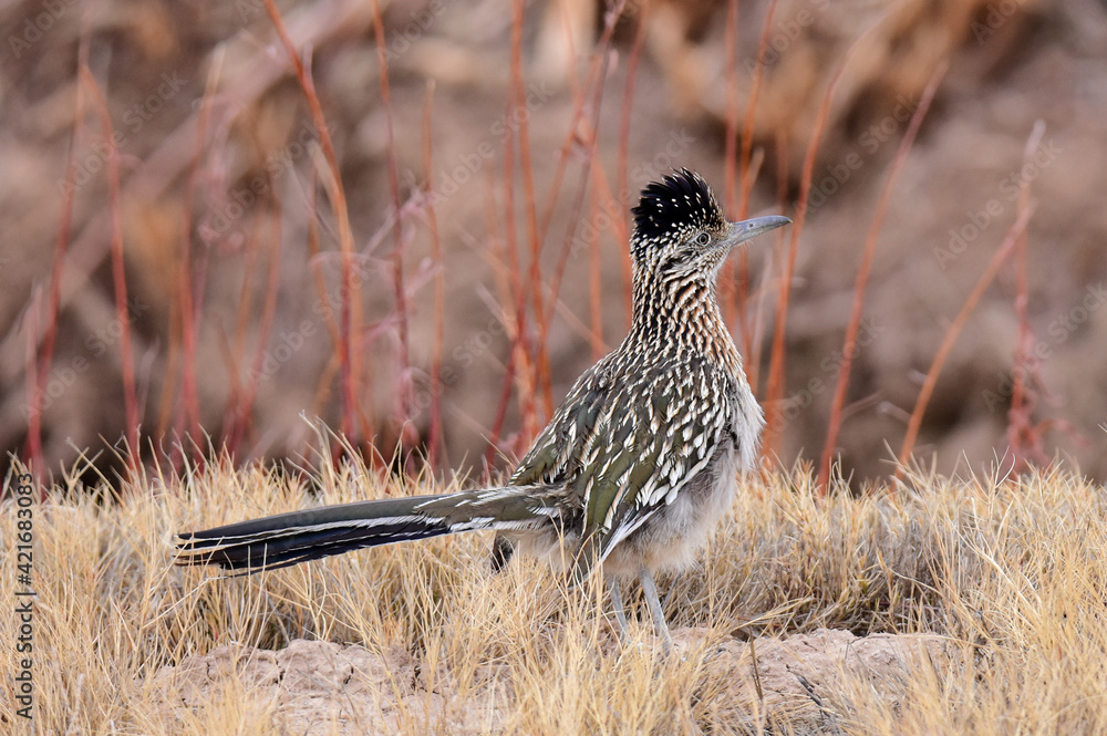 elusive roadrunner bird foraging in the brush land in winter in the bosque del apache national wildlife refuge near socorro, new mexico elusive roadrunner bird foraging in the brush land in winter in the bosque del apache national wildlife refuge near socorro, new mexico
