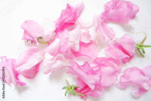Closed Up Pink sweet pea flower petals for Mother's day background. ピンクスイートピー花びら、母の日の背景