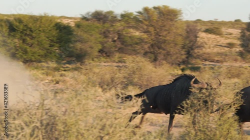 Two wildebeests fighting in Kgalagadi Transfrontier Park during sunset - Kalahari desert, Upington, South Africa.
