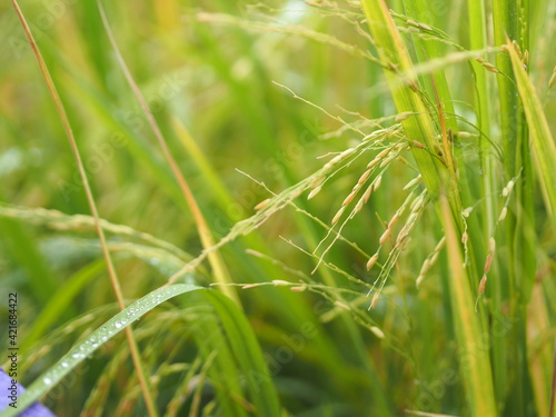 Spike green paddy rice in the field plant, Jasmine rice on blurred of nature background © pakn