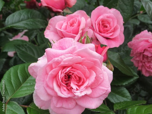 Pretty closeup pink roses in a rose garden