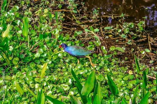 Canvas-taulu American purple gallinule.walking in the swamp