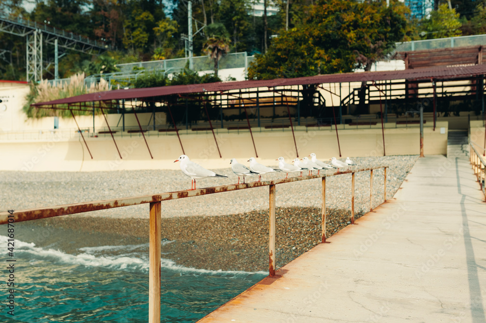 Seagulls sit on the railing on the beach near the sea