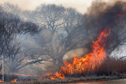 燃え上がる炎 葦の群生地の野焼き