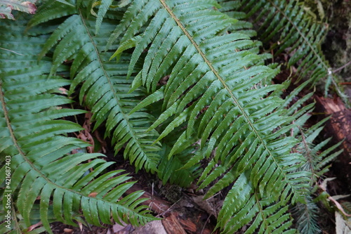 The sword fern (Polystichum munitum) can be found all across the cooler regions of the northern hemisphere. photo