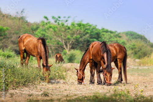 A group of horses in the meadow
