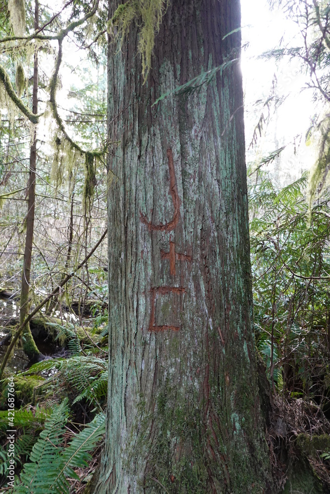 Naklejka premium Close-Up Of the Initials, name carved into the bark of a tree in woods.