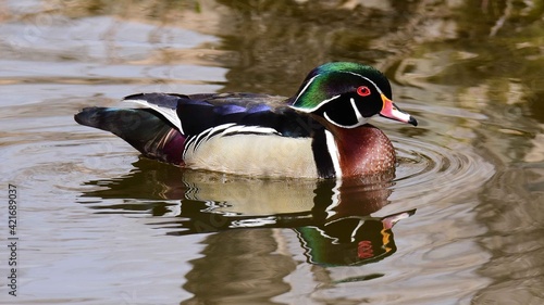 colorful wood  duck drake swimming in the lake at sterne  park in littleton, colorado