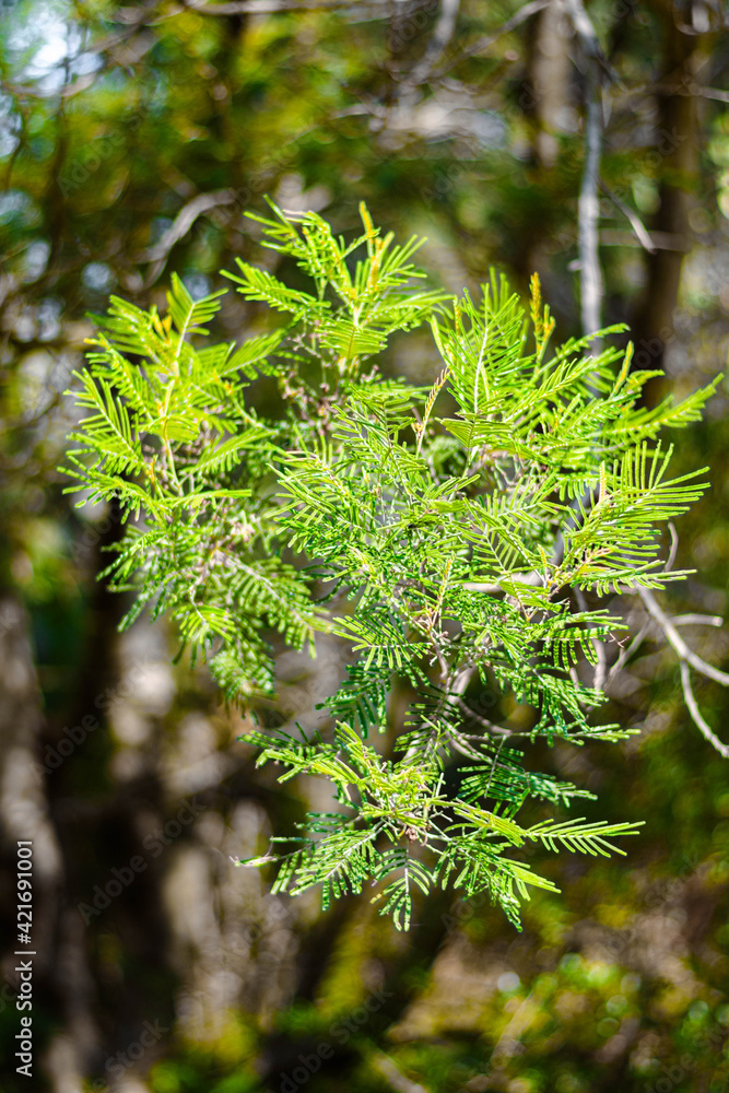 green pine leafs