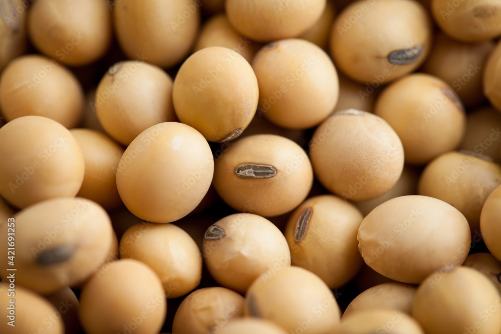 dried soybeans nature food background dried soybeans nature food background