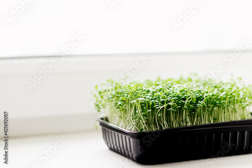 Watercress salad microgreens in a tray on the windowsill.The concept of healthy eating vegan concept.Home gardening.Selective focus with shallow depth of field copy space.