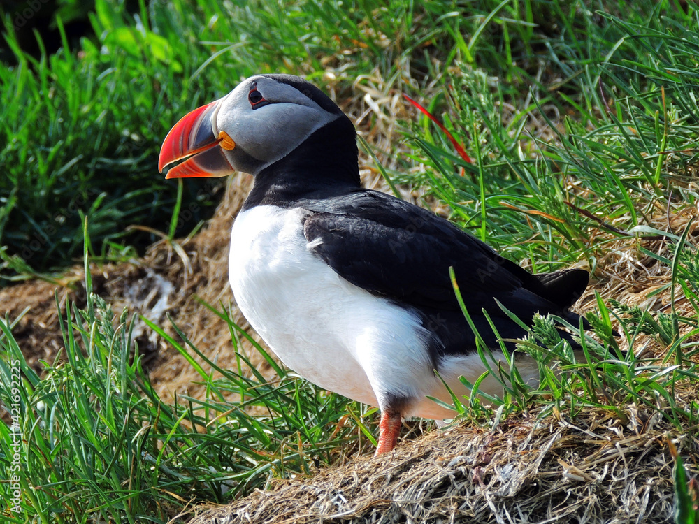 colorful atlantic puffin in his nesting colony on a sunny summer day in the eastern fjotds of iceland colorful atlantic puffin in his nesting colony on a sunny summer day in the eastern fjotds of iceland