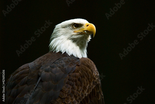 Photo Close-up Of Bald Eagle Against Black Background