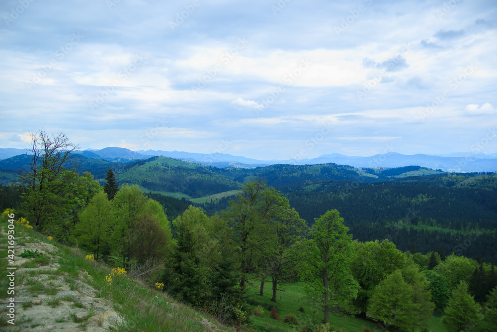 Beautiful nature of the mountains and hill with green trees in summer cloudy day. Stunning landscape with trees, bushes and wildflowers you can see while traveling to the Carpathians mountains. 